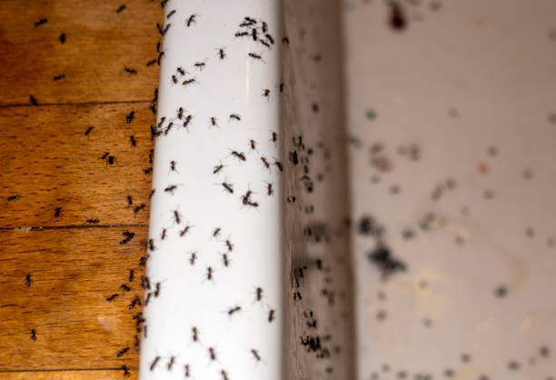 Best Residential Pest Control  in Eugene, OR
