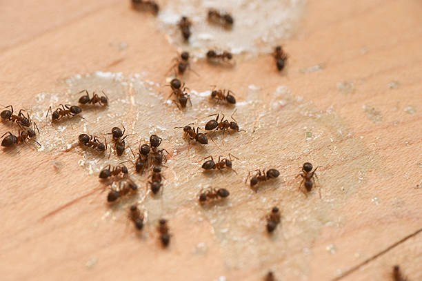 Best Spider Control Near Me  in Eugene, OR