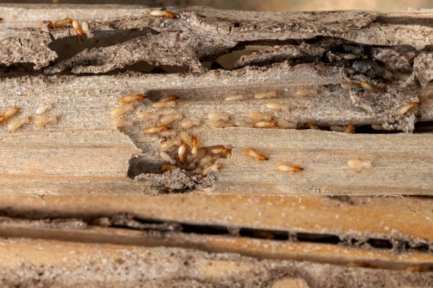 Best Best Pest Control Companies  in Eugene, OR